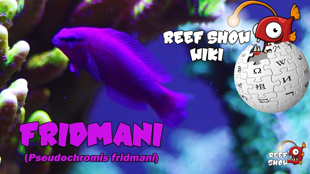 Reef Show Wiki: Fridmani