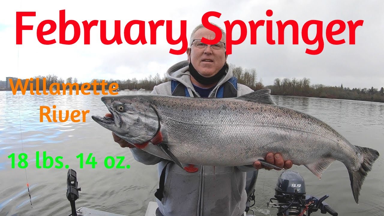 February Spring Chinook - Huge fish!!!