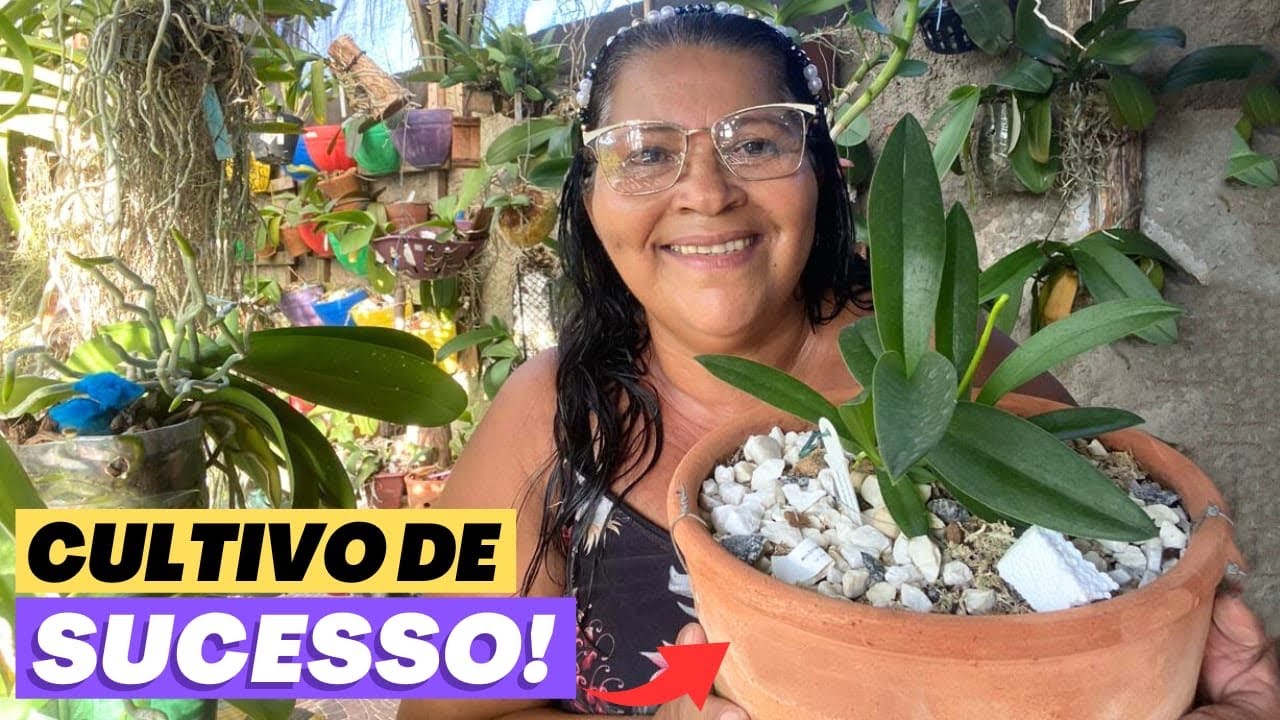 🔵ATUALIZANDO O CULTIVO DAS PHALAENOPSIS ESPÉCIE | COMO ACERTAR NO CULTIVO DAS ESPÉCIES⁉️