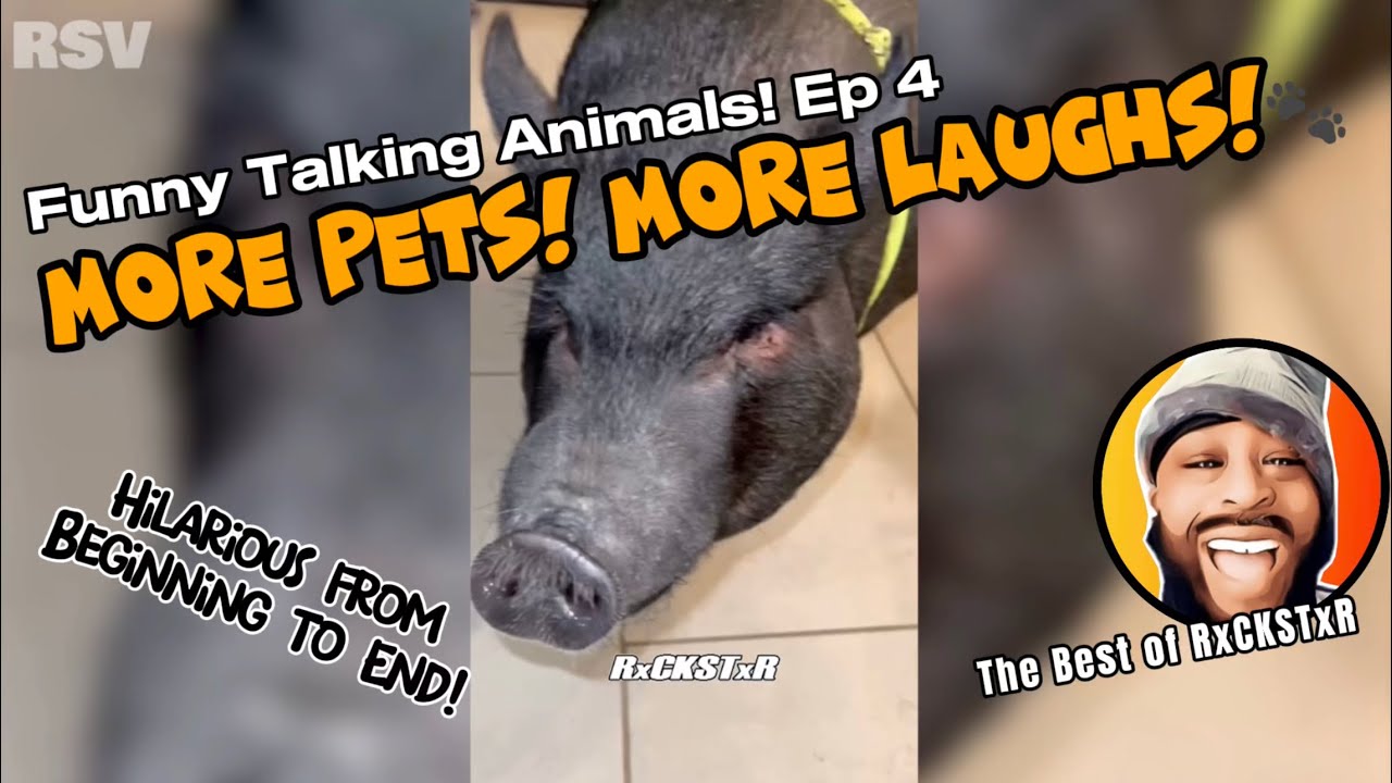 Best of RxCKSTxR Funny Talking Animal Voiceovers Compilation Ep 4