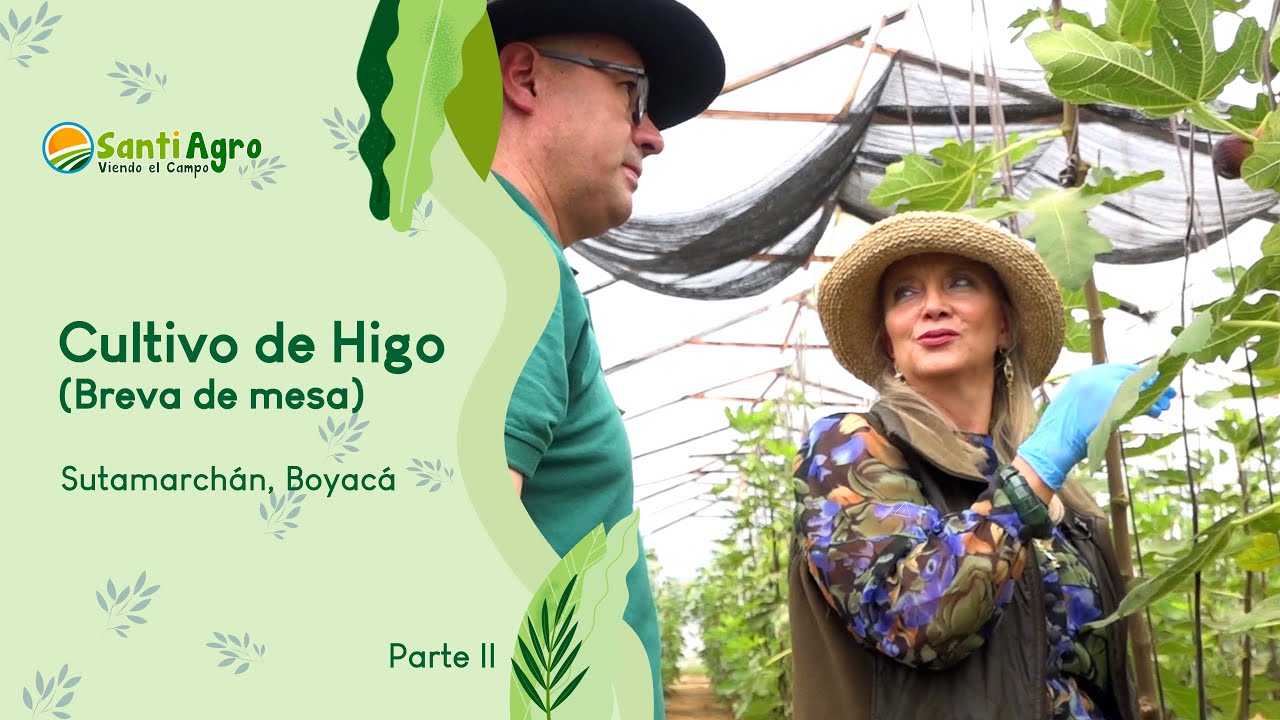 Cultivo de Higos (Brevas de mesa) II - SantiAgro 24/mayo/2023