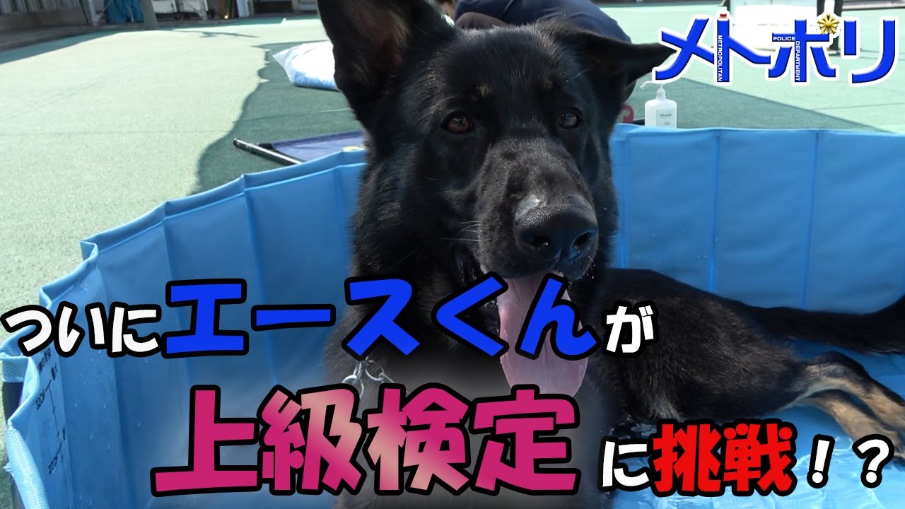 【警察犬】エースくんから報告があります。【メトポリ】