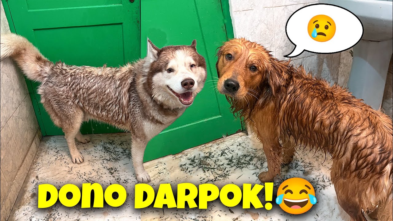 Nahaane mei dono ki fattu hai 😂 | The Himalayan Husky