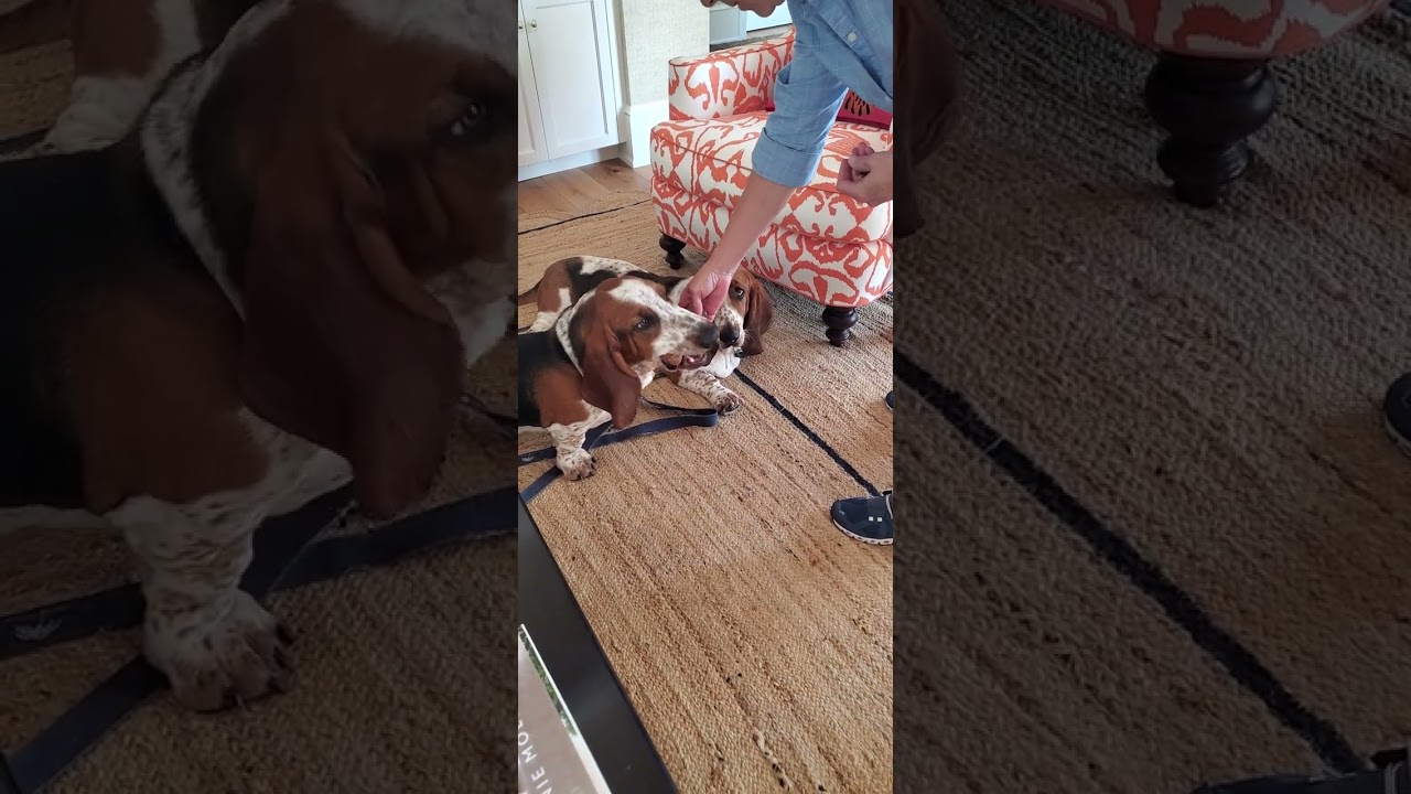 Give and take with 2 adorable Bassett hounds