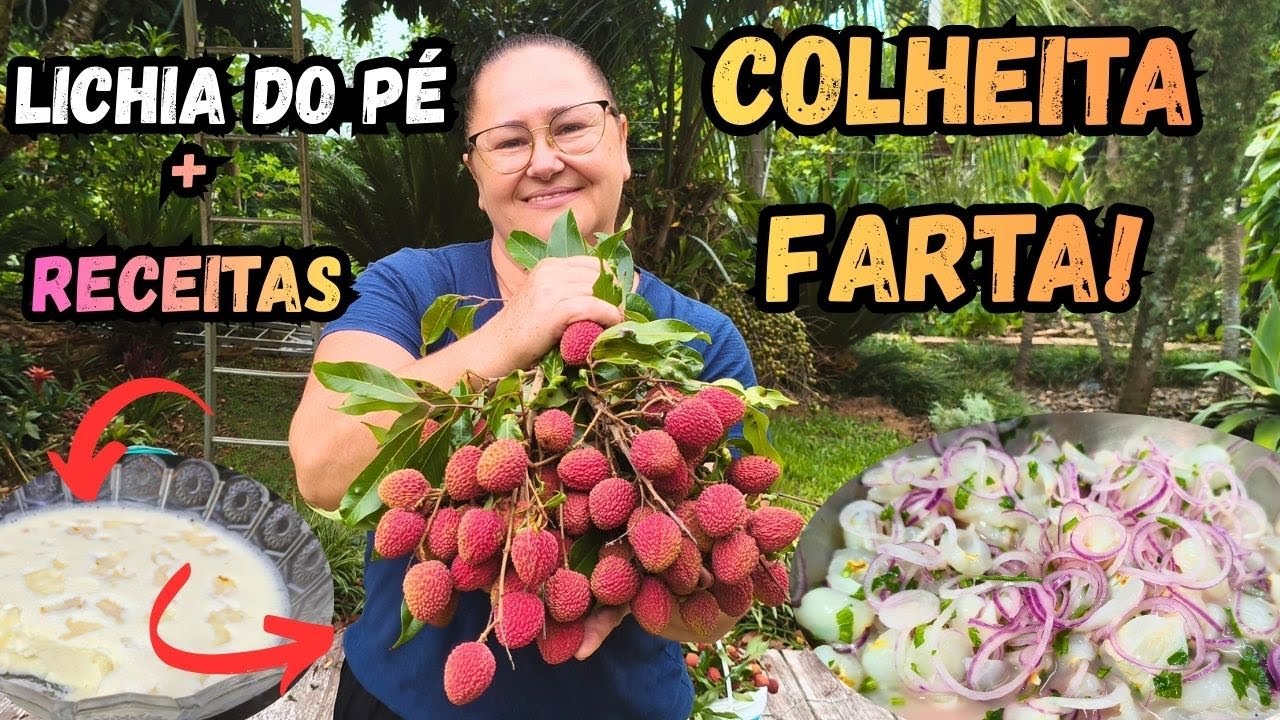 Colheita de Lichia Farta 🍒 Do Pomar à Cozinha com Receitas Caseiras