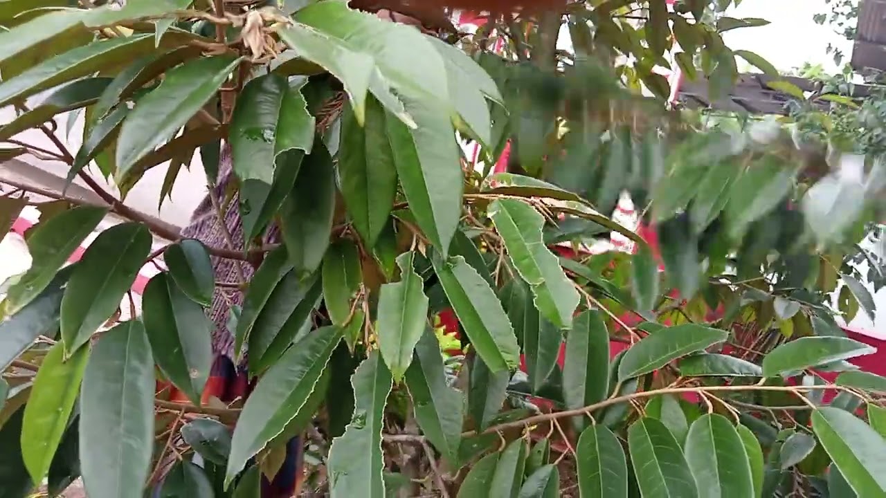 Hebat orang ini cara pemangkasan cabang pohon durian agar cepat besar dan berbuah disaat yang tepat