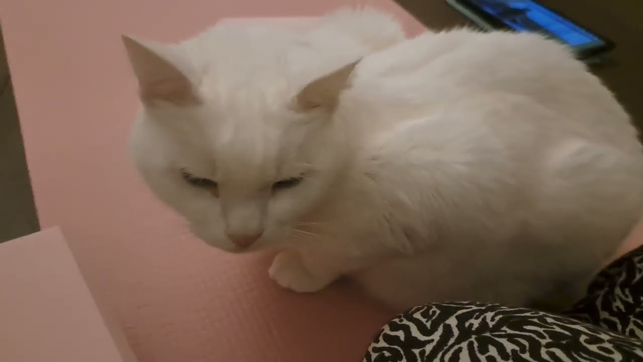 Pushkin demonstrates how to properly use yoga blocks
