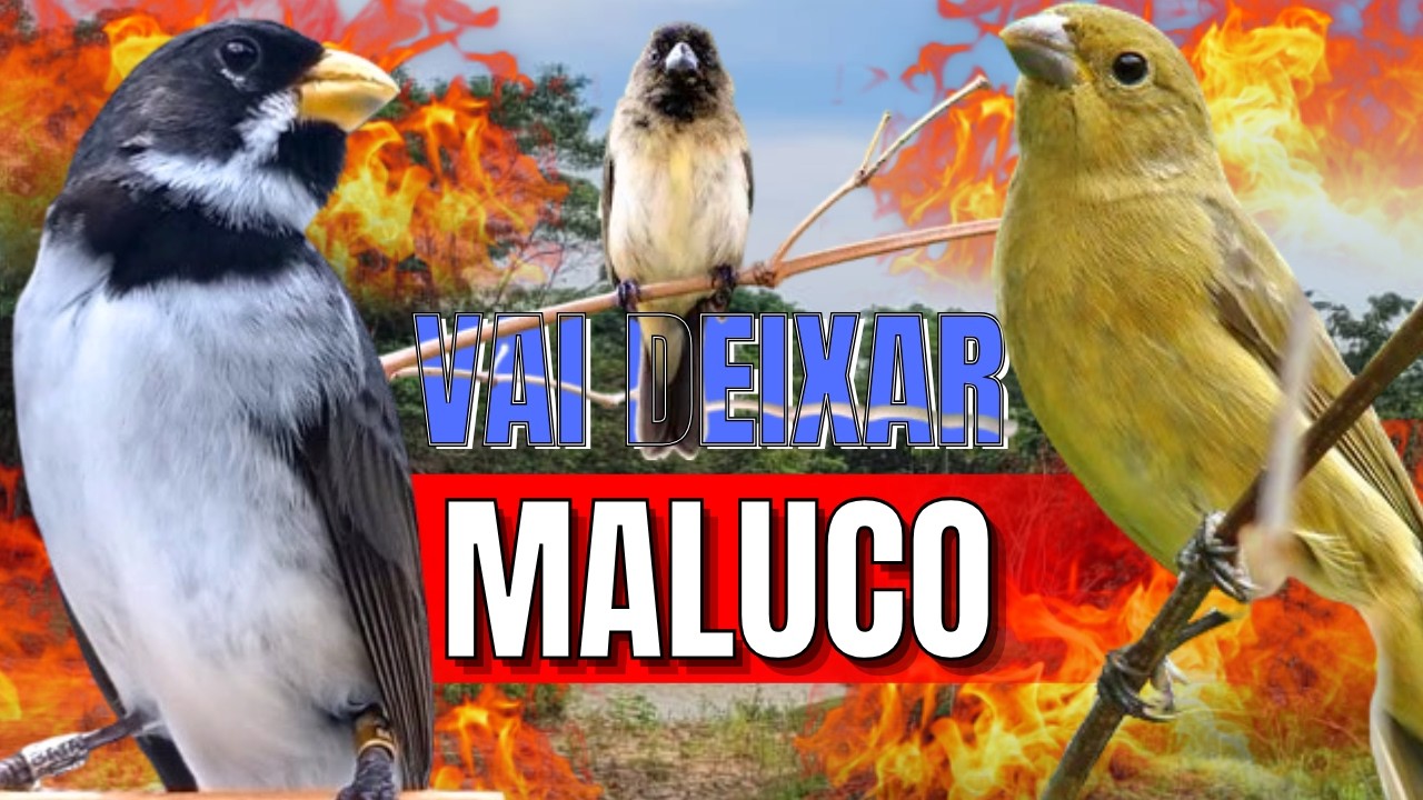 ESQUENTE SEU COLEIRO TUÍ-TUÍ COM COLEIRO TUÍ-TUÍ E FÊMEA CHAMANDO PARA ESQUENTAR COLEIRO TUÍ-TUÍ