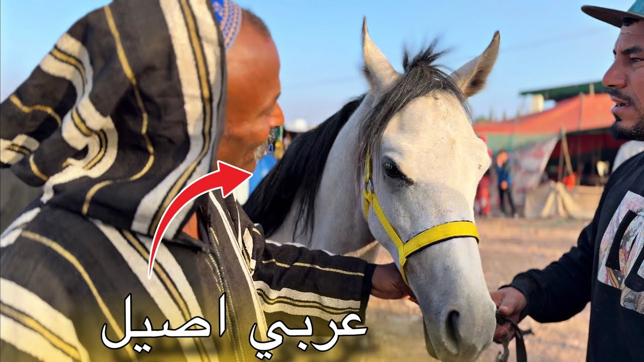 من سوق سطات بادريس شراء عود ملكي و انا شريت عربي اصيل بيدكري 😍  
