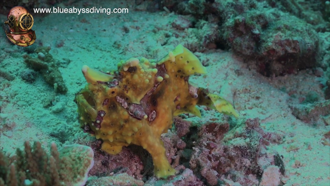 Dive Moalboal - Pescador Island