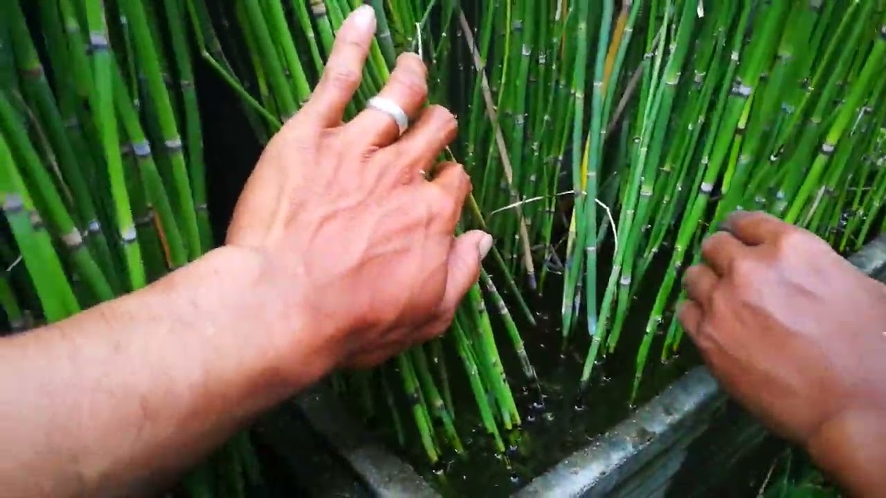 Perawatan tanaman bambu air yang benar✔️ awas jangan salah❗