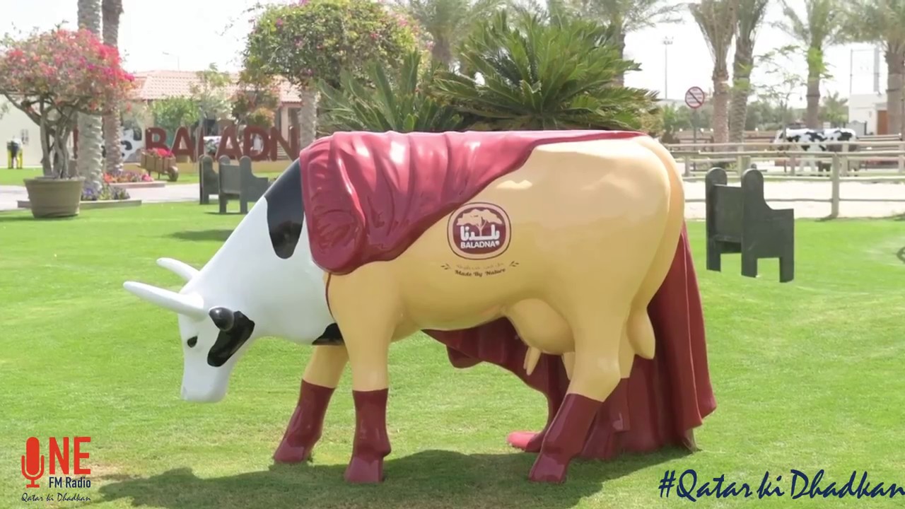 The Super Cow at Baladna Farms Qatar!