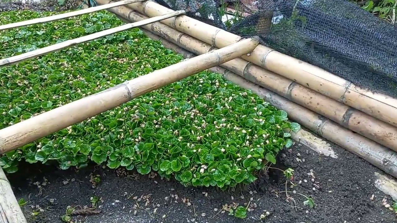 Entufinca germinador de café final
