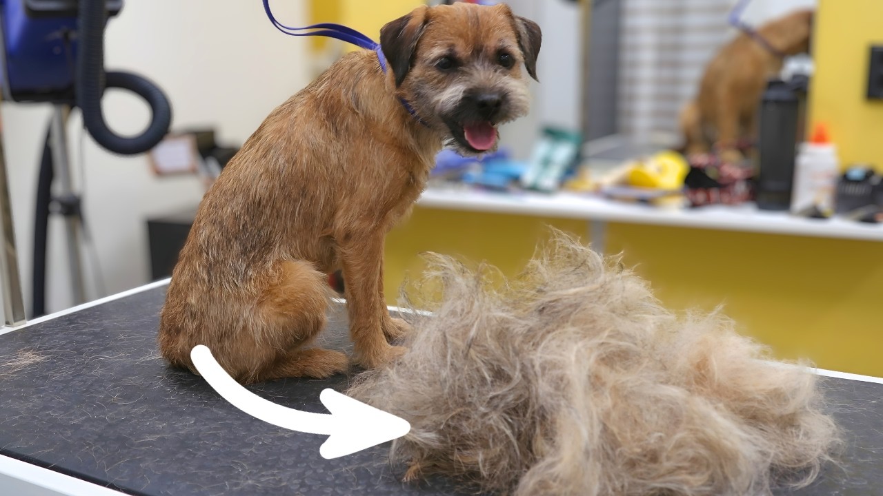 Border Terrier's FIRST Handstripping & Wash 😱 Transformation Alert!