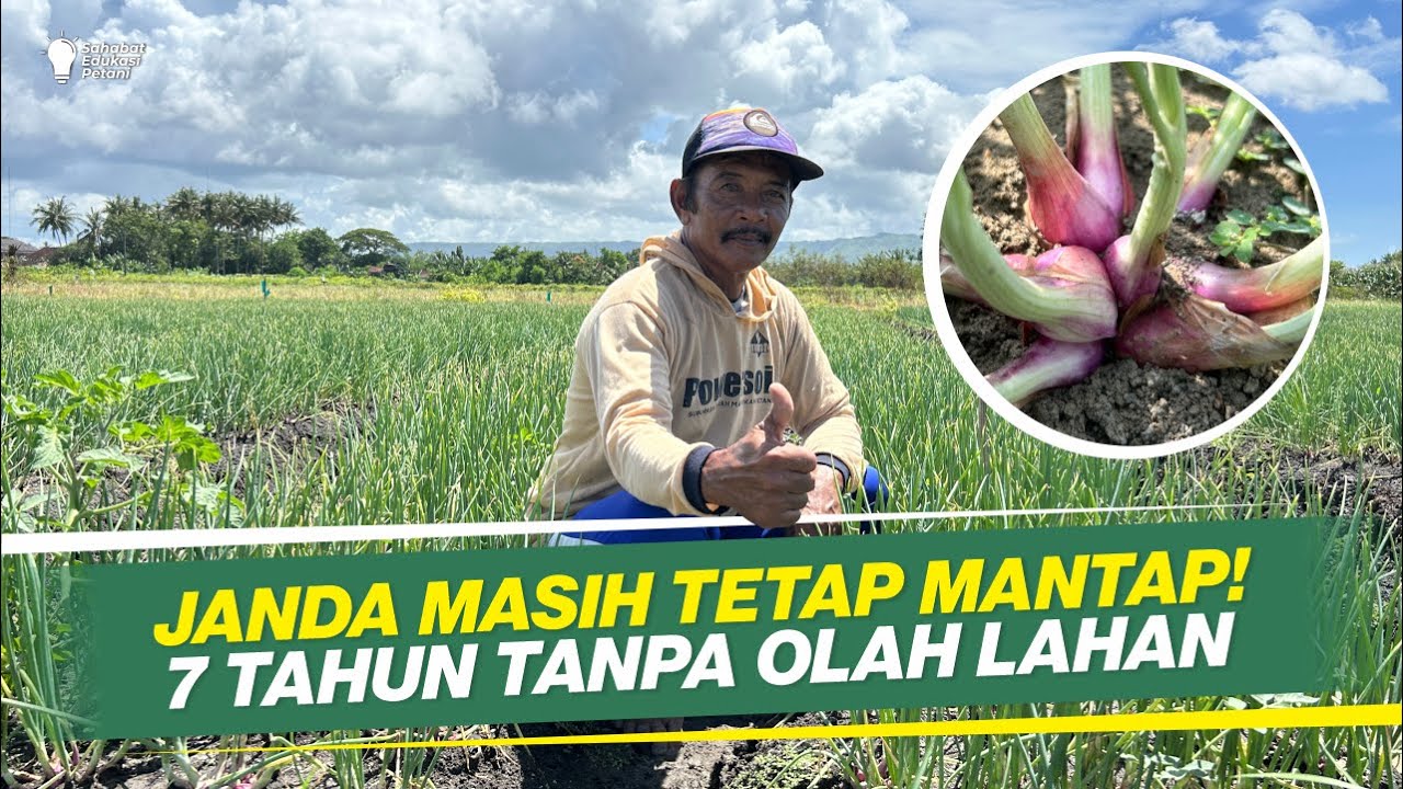 BEDA DARI YANG LAIN‼️TUMBUH OPTIMAL & MAKSIMAL‼️BUDIDAYA BAWANG MERAH‼️