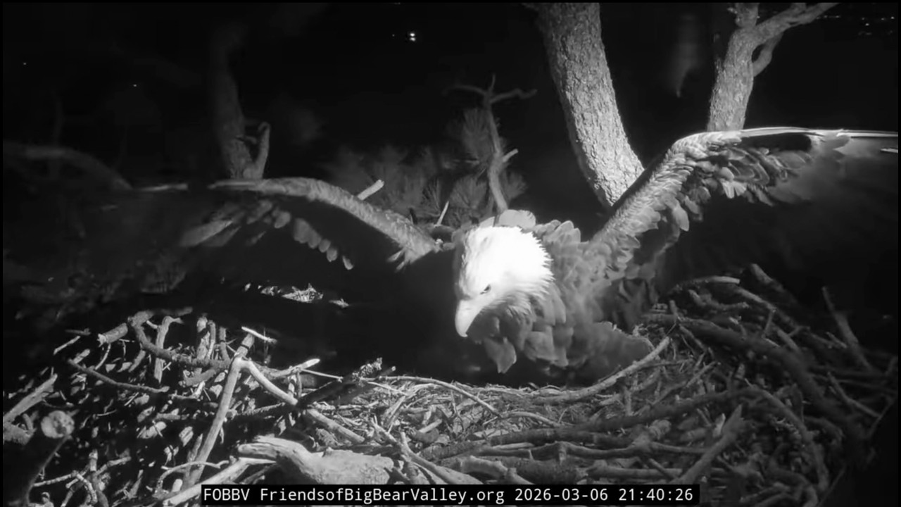 Mar 07, 2026 | Shadow’s Sleepless Night 🦅 (Jackie returns at 8:28 AM)
