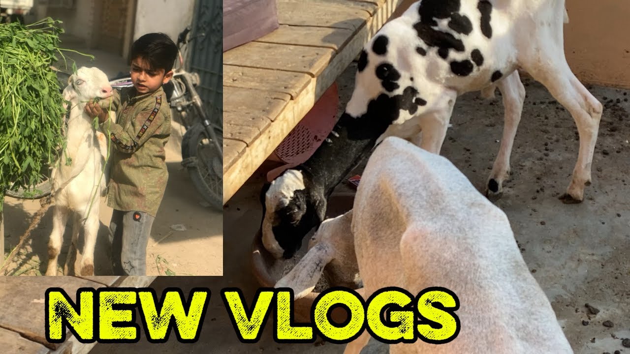 Mery dumbay black in white grow morevlogs#trending