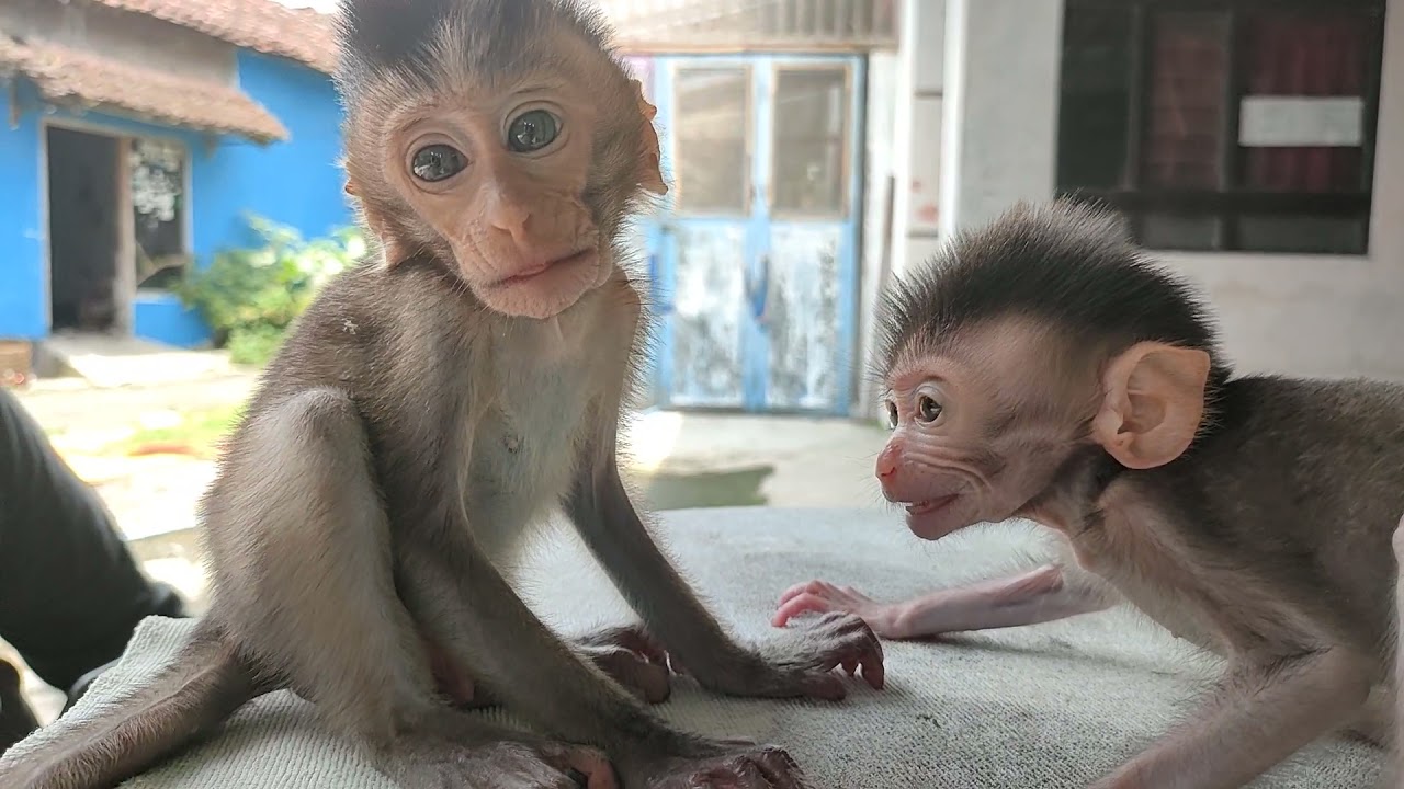 very cute baby monkey emon and cila
