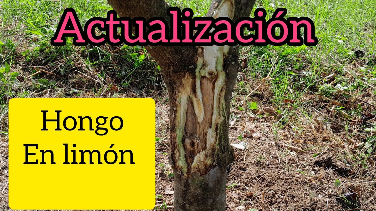 GOMOSIS EN CÍTRICOS.🍋 PHYTOPHTORA. ACTUALIZACIÓN