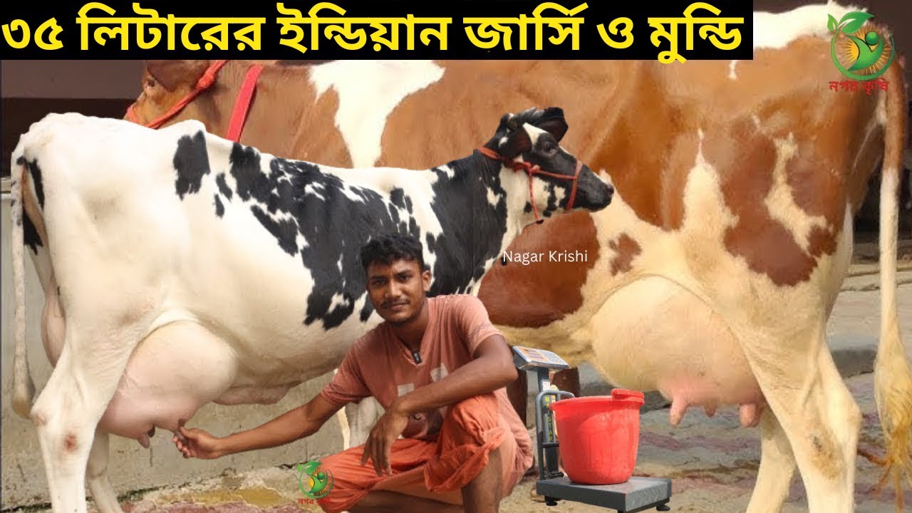 ৩৫ লেটারের জোহা ভাইয়ের আগুন বরাবর ইন্ডিয়ান গাভী ! ২০-৩৫ লিটারের মধ্যে বাচ্চা সহ গাভী কিনুন