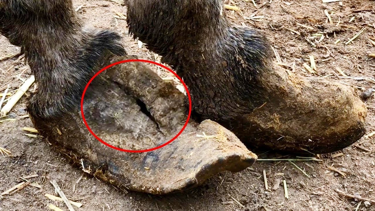 Too Bad! The Donkey's Hoof Had A Crack, And The Master Finally Healed It By Cutting It Open!