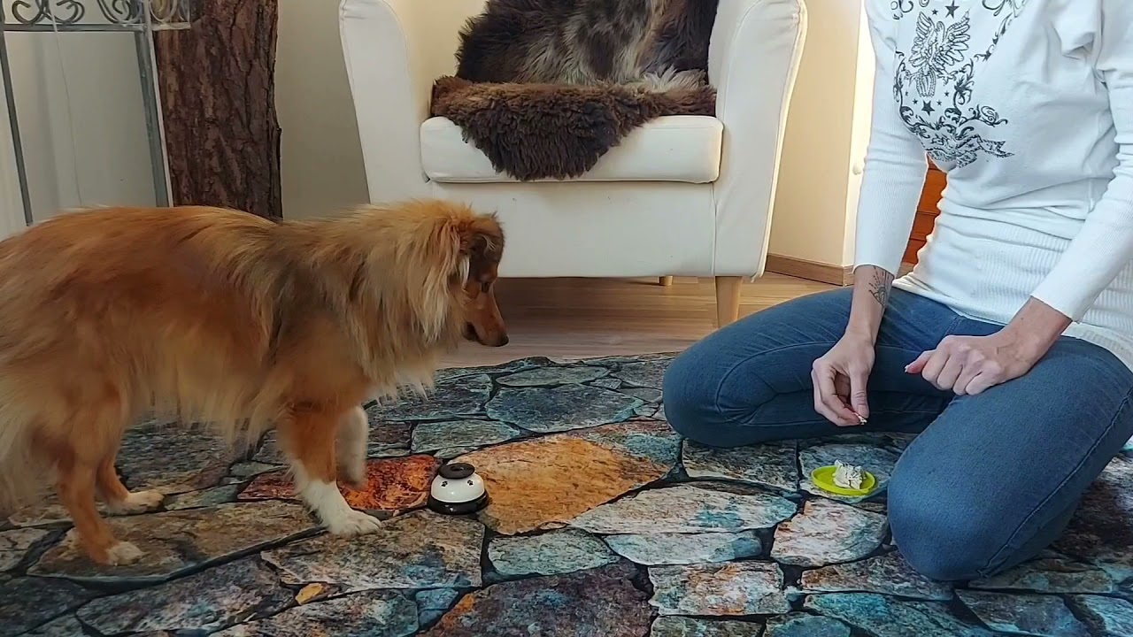 Sheltie Evoli - Unsere Tricks (1 Jahr alt)