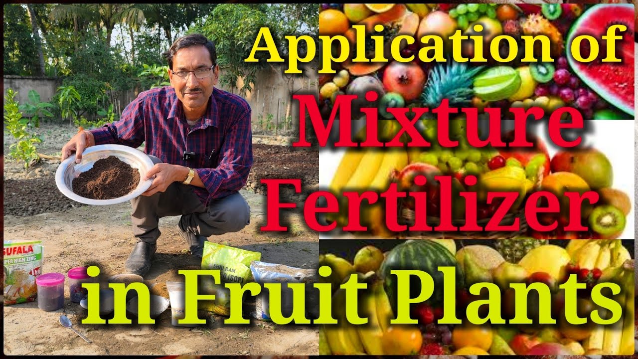 How to Apply Mixture fertilizer in permanent Fruit Plants