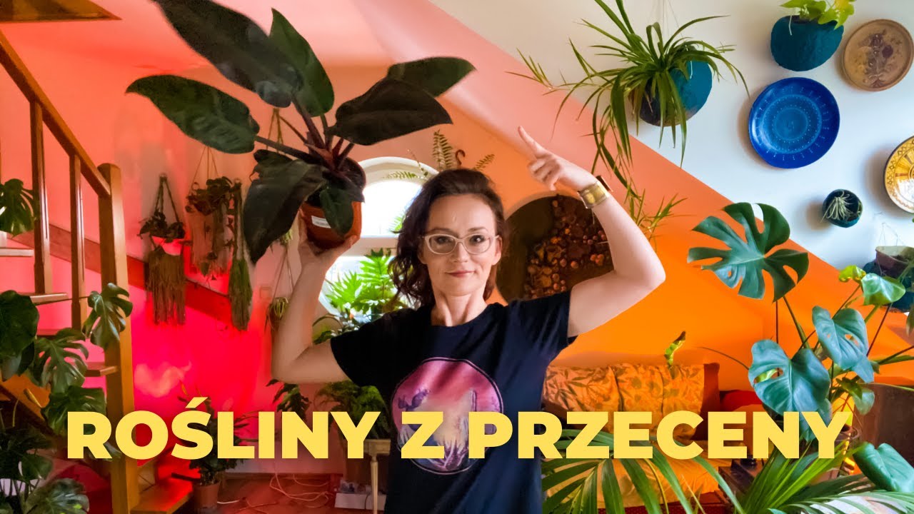 Jak TANIO kupować rośliny domowe ?Jak dbać o roślinę z przeceny ? 🌱 VLOG