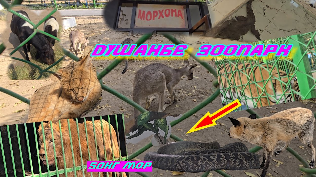 ЗООПАРК ДУШАНБЕ ШАХРИ.