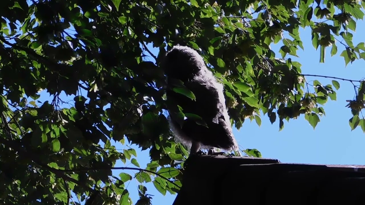 “From Roof to Tree The Owl’s Next Big Step 🦉”