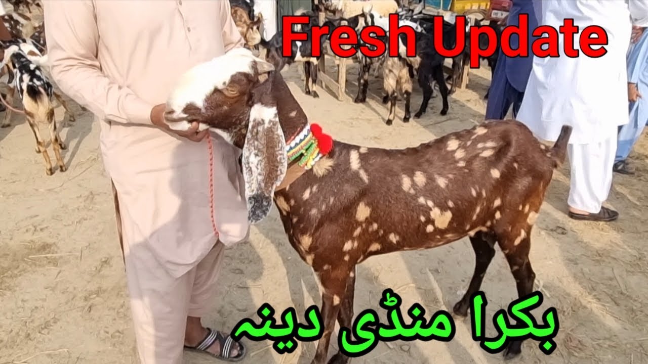 Bakra Mandi Dina Jhelum. بکرا منڈی دینہ جہلم بروز ہفتہ 5.10.2025 #dinamandi #onlinebakramandi