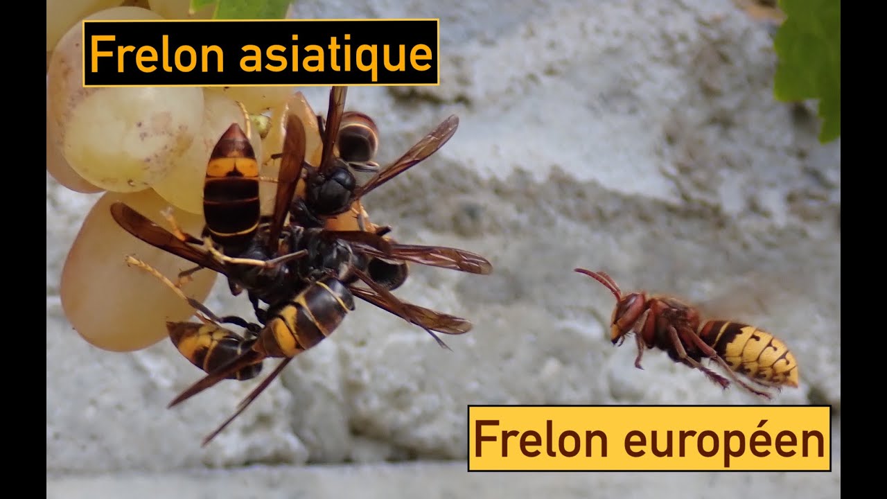 Confrontation entre le Frelon européen et le Frelon à pattes jaunes ou Frelon asiatique