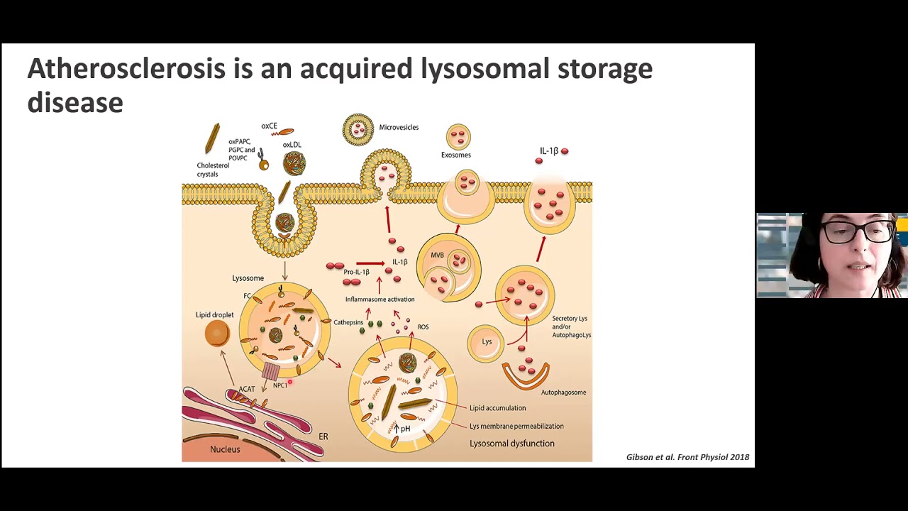 Cholesteryl hemiesters, lysosome dysfunction and atherosclerosis - May 31 2021