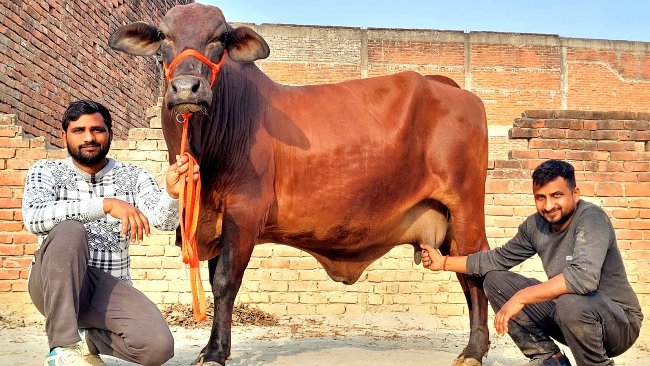 🐄👌 यादव डेयरी फार्म पर सुन्दर व दुधारू गाय का शानदार खजाना || yadav dairy farm lucknow #dairyfarm 