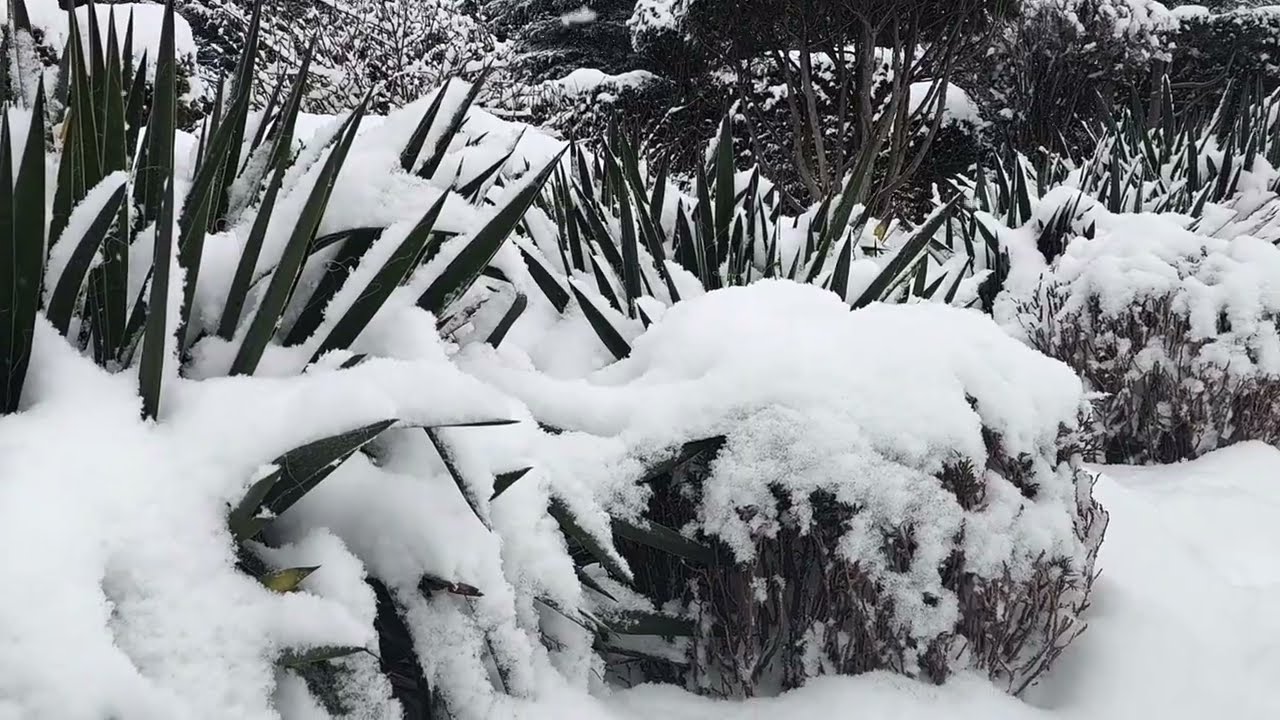 @ Ogród pod śnieżną pierzynką/A garden under a blanket of snow.