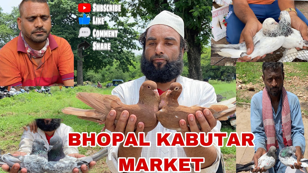 BHOPAL KABUTAR MARKET (Bhopal kabutar bazar) #pigeon #kabutar #bhopalpigeons