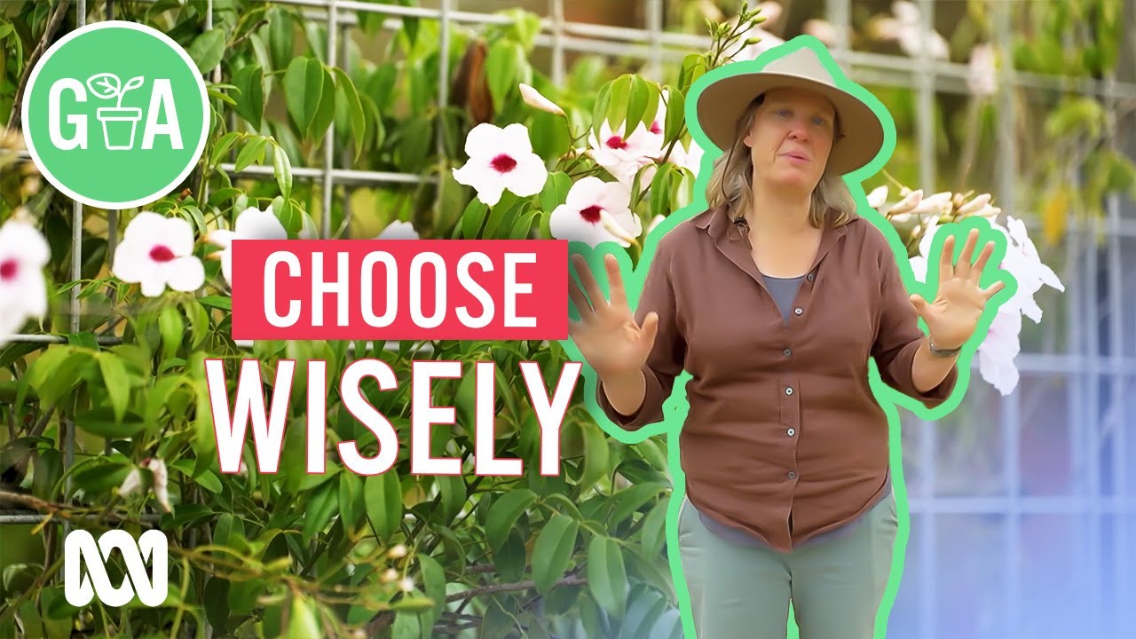 The Right Climbing Plant For You | Gardening 101 | Gardening Australia