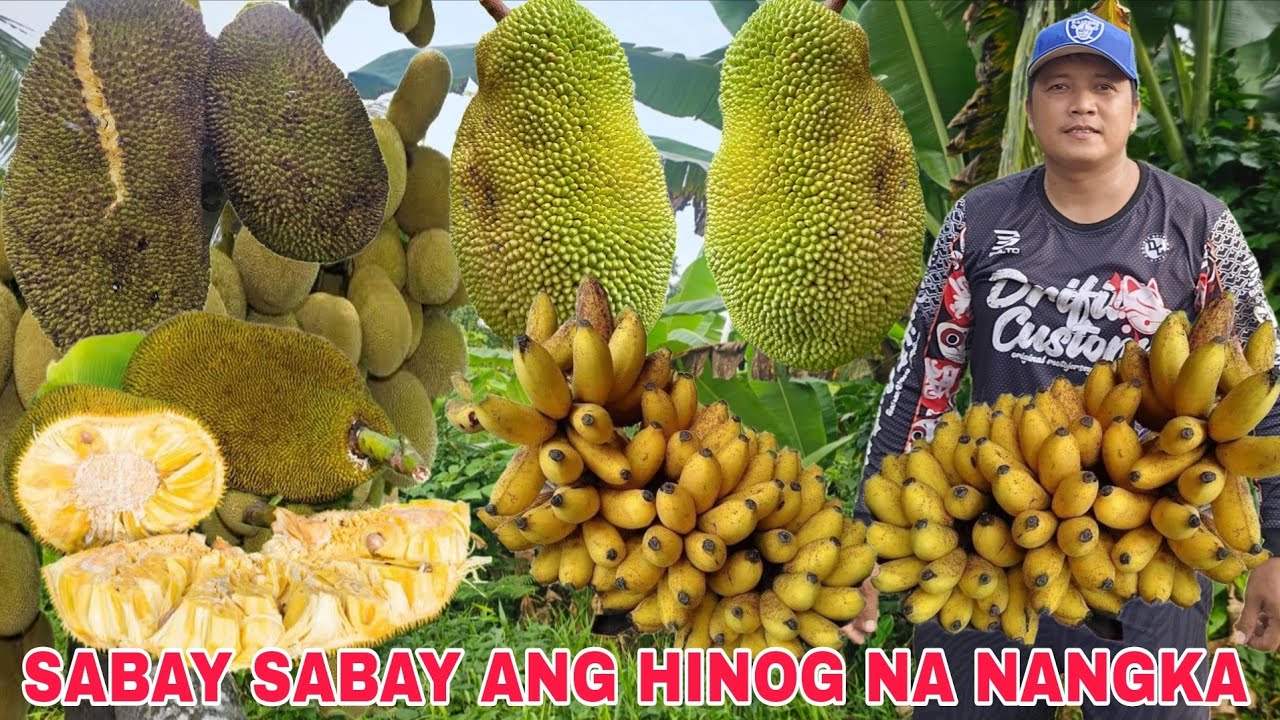 Dagsa hinog na langka sabay sabay ang hinog...Pagharvest ng saging sa kabilang area