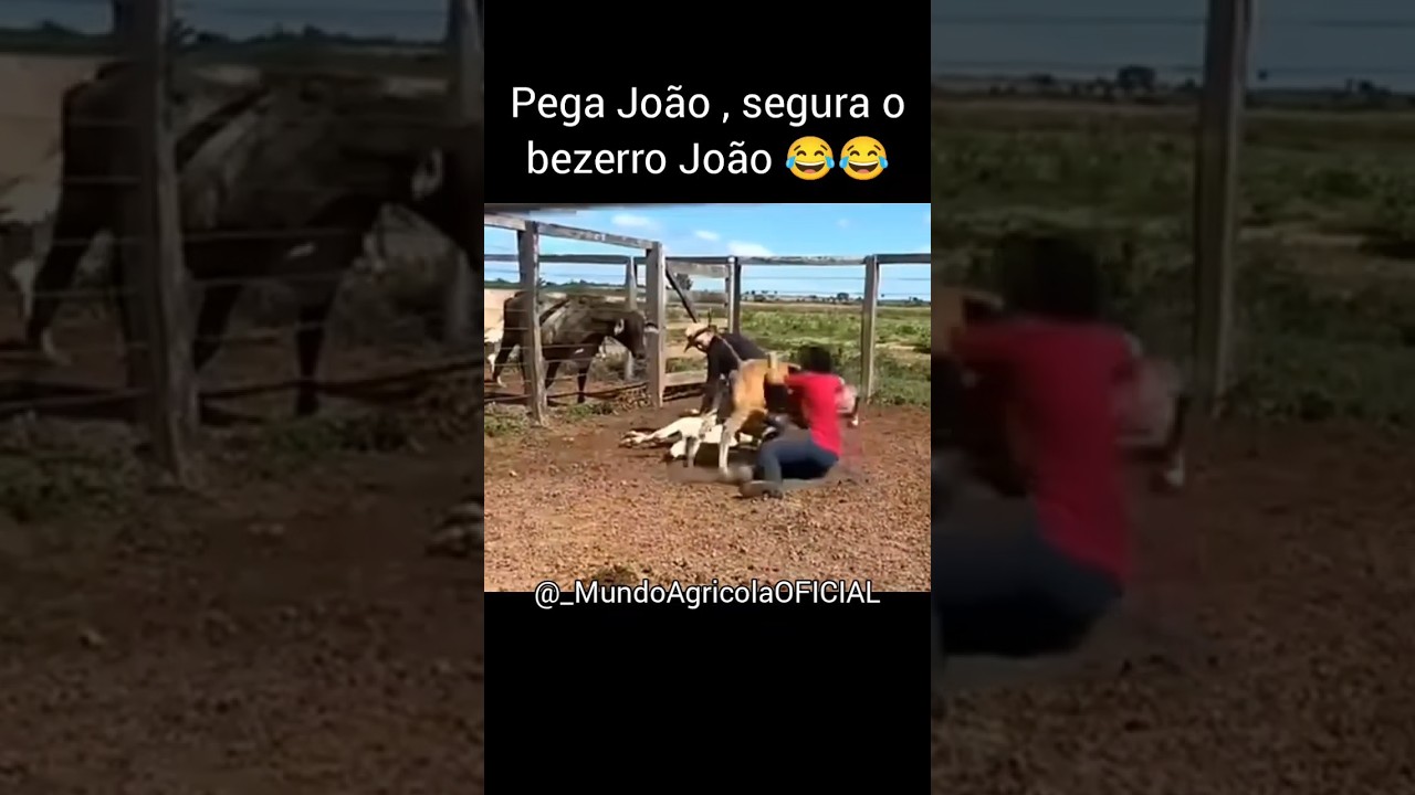 Pega João , Segura o Bezerro João 😂🤠 