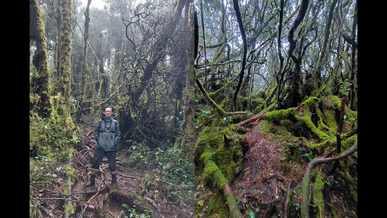 Gunung Yong Belar hiking trip (13-14/Dec/2025) Day 2