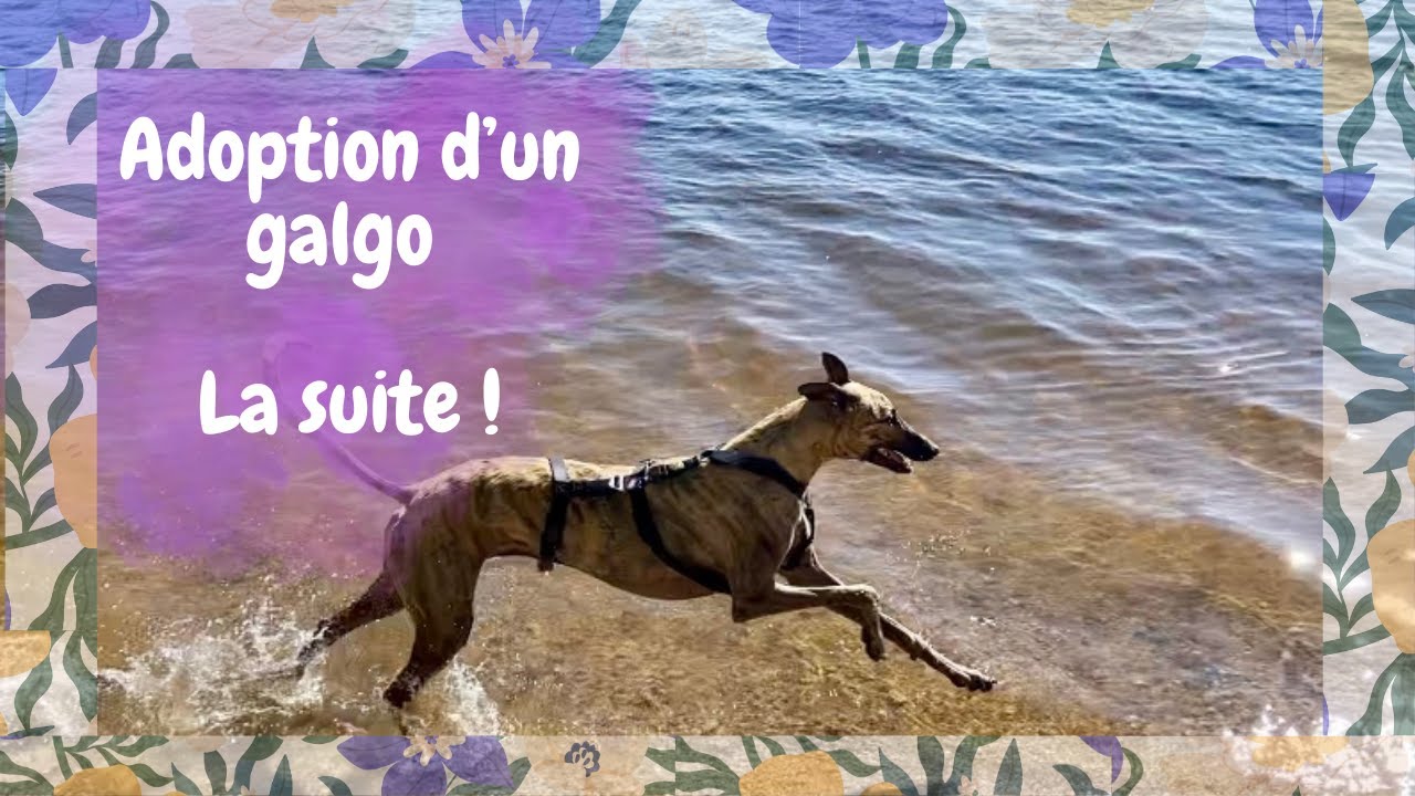 ADOPTION D'UN GALGO - LA SUITE !
