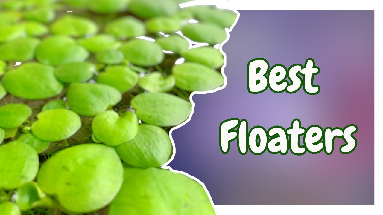Best floating plants for your betta tank