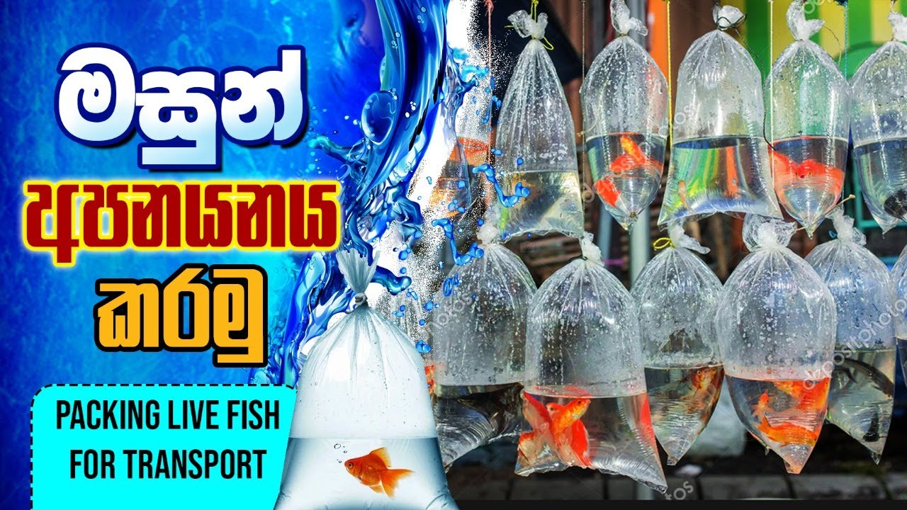 Fish Packing, ප්‍රවාහනයට මුසුන් හැසිරීම, BST Saman, Biosystems Technology,bst practical