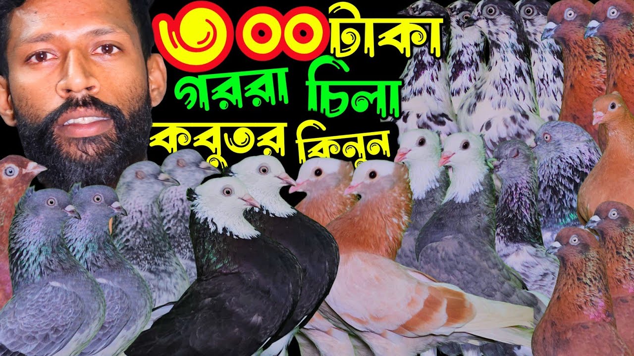৩০০ টাকা পিস চিলা,গররা,হাইফ্লায়ার গিরিবাজ কবুতর কিনুন | বাকবাকুম পায়রা | Pigeon |