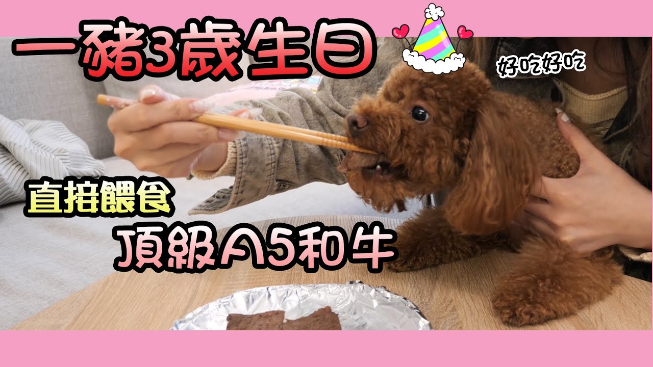 一豬小公主｜一豬3歲生日 直接餵食頂級A5和牛