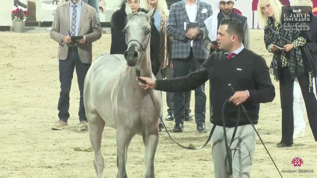 N 75 MEDHAL AL MAASEM   AlKout Straight Egyptian Horse Show 2024   Yearling Colts Class 4