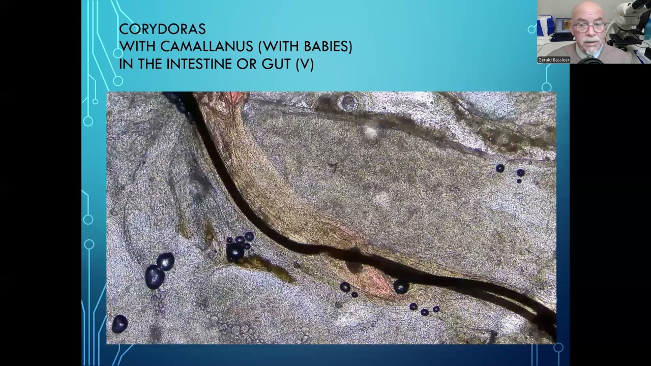 Fish disease case nr. 325 Corydoras with worm infection Camallanus and Metacercaria worm larvae