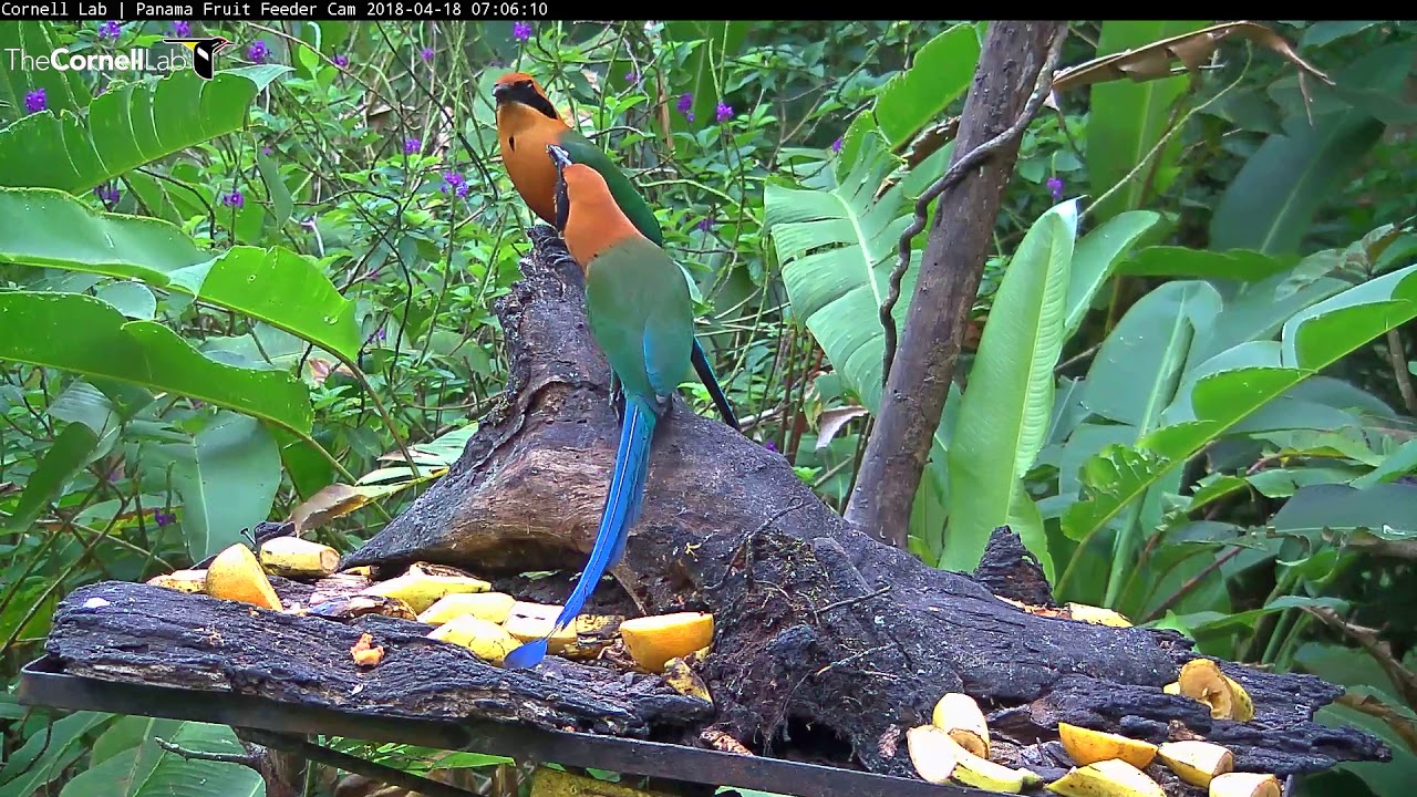 Rufous Motmots Exhibit Allofeeding Behavior On Panama Fruit Feeder – April 18, 2018