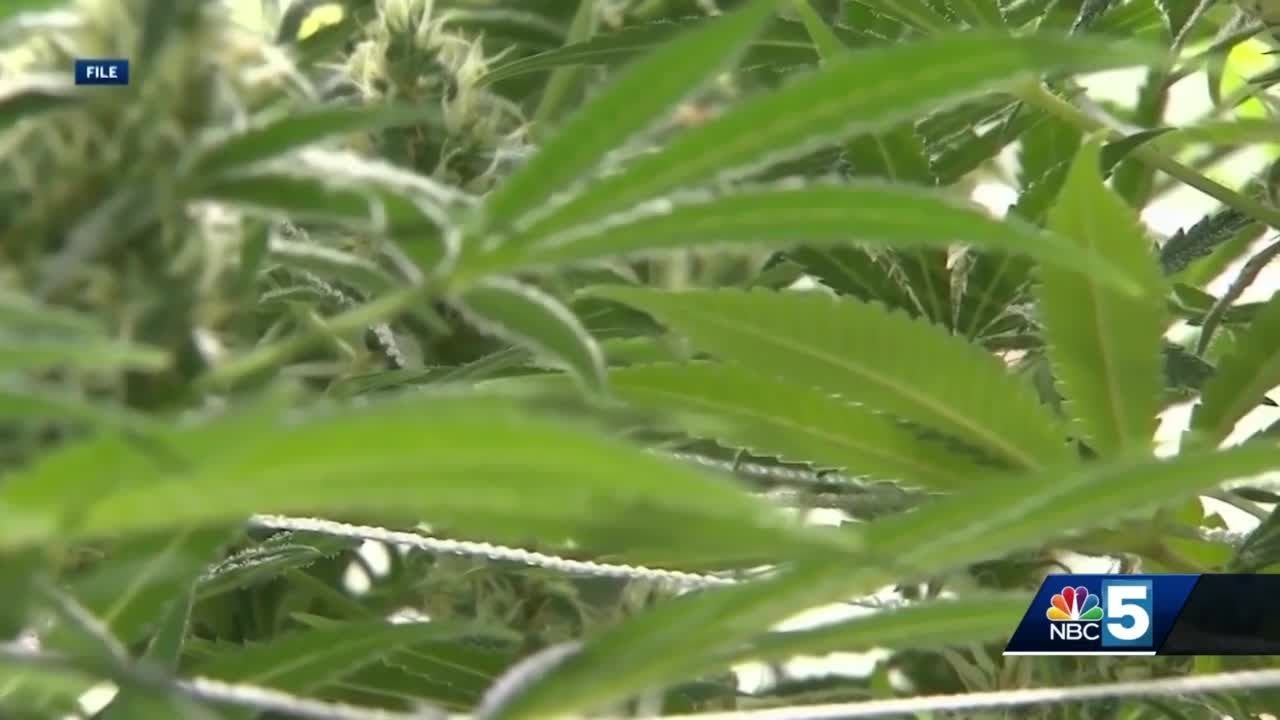 cannabis retail shops remain busy after opening weekend