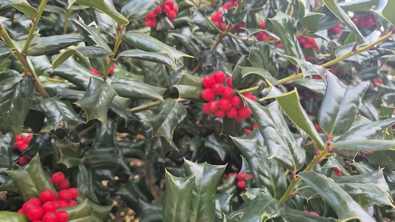 90. 다산초당-백련사 강진 아름다운 길 #강진여행 #백련사 #다산초당 #정약용 #산책 #강진반값